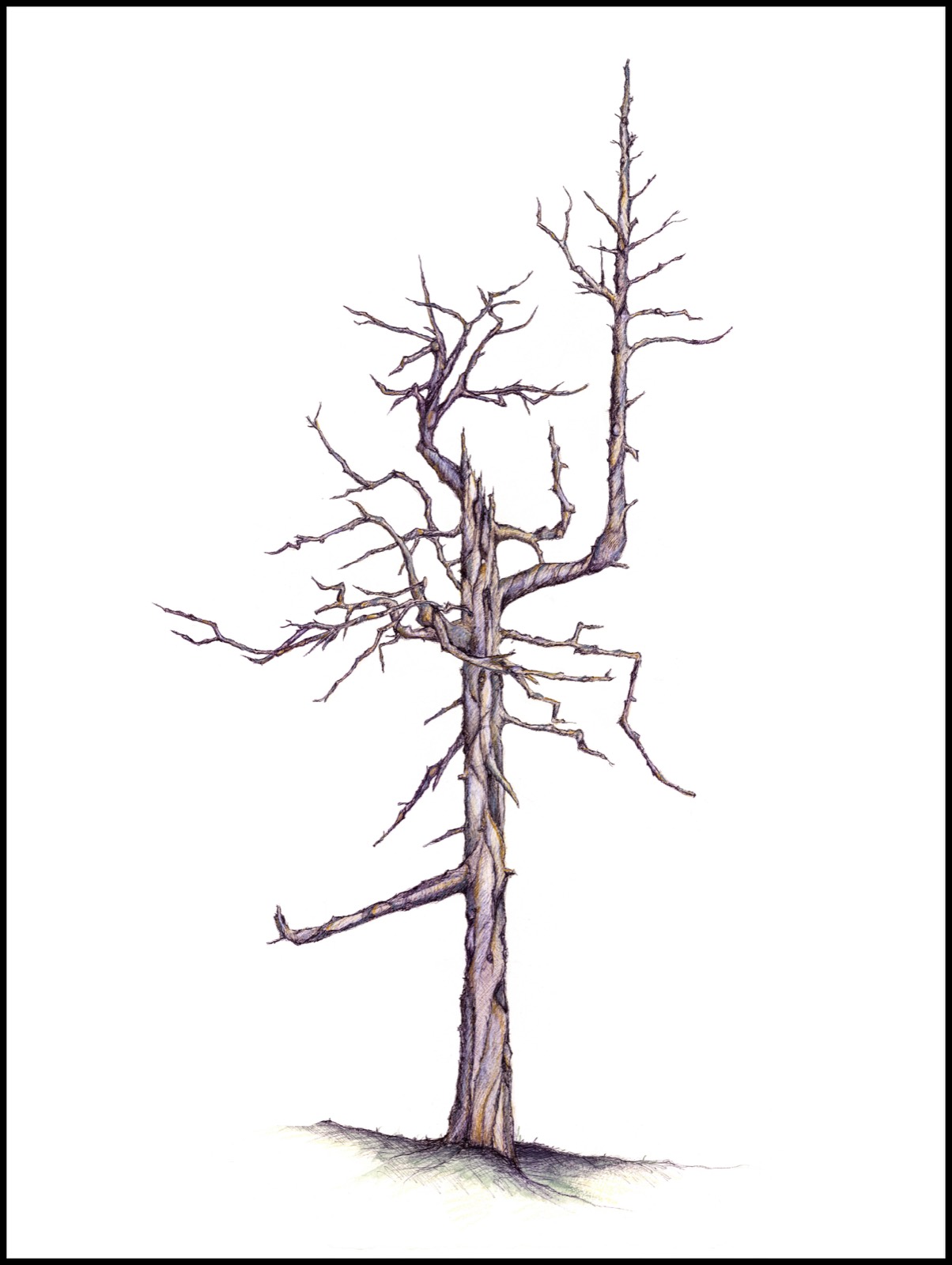 Mixed-media painting of the Ghost Tree at Bandon Dunes, the bare cedar landmark at Old Macdonald, in charcoal and watercolor